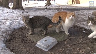 Прививки четвероногим Прививки четвероногим