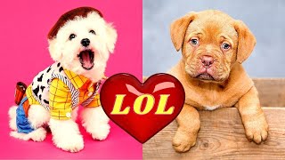 Cute Puppies Doing Funny Things (March 2021) 🐶 😂 ❤️ Cute and Funny Animals