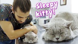 This Cat Sleeps During Vet Visit! (Didn't Even Move! )