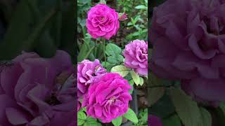 Beautiful Rose flowers