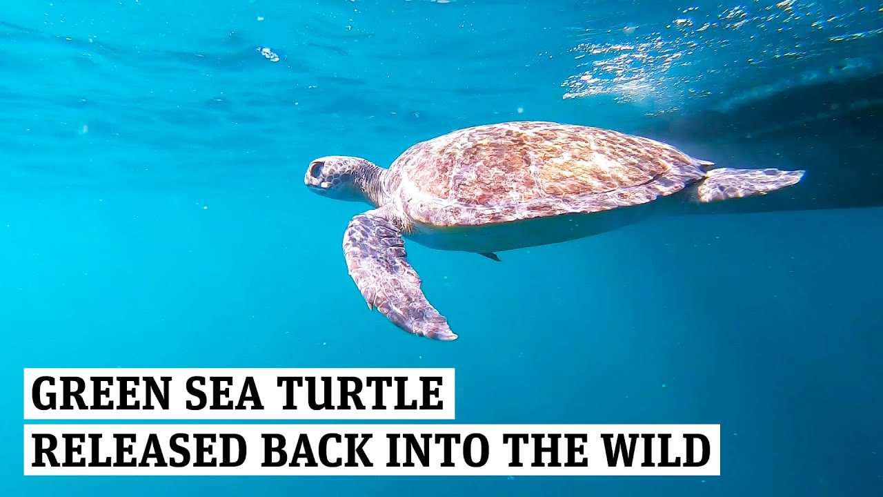 Matilda the Green Sea Turtle has been released back into the wild - YouTube