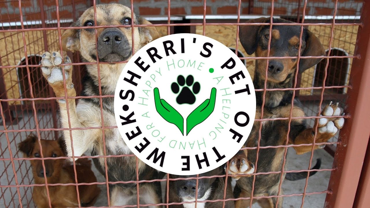 Pet of the Week: Petunia❤