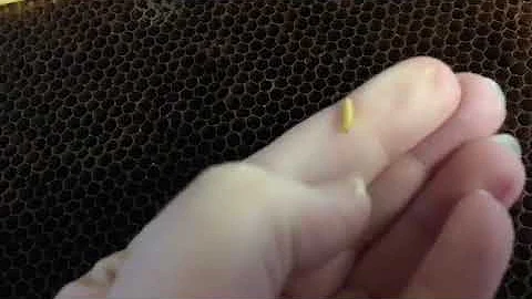 Beekeepers need Freezers!