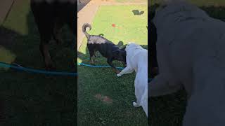 Colin And Meyer Play Fight In The Yard #maremma #sheepdog #rottweiler #dogshorts #doglover #doglife