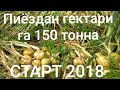 Пиёз кўчатини экишга тайёрлаш