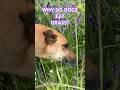WHY DO DOGS EAT GRASS? #dogbehaviour #dogobservation