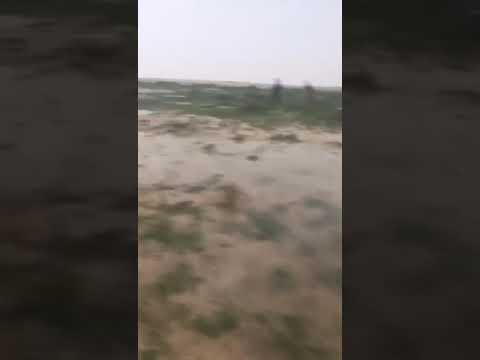 ربيع السفانيه