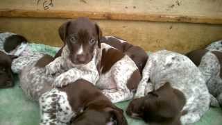 Cutest puppies in the world!!! Cute puppies, 5 week old gsp pups