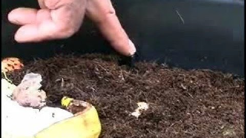 Worm Farming Can O Worms Installation Video