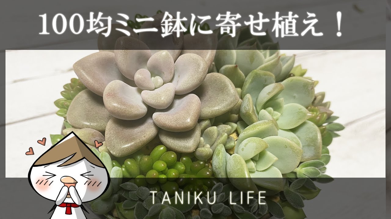 多肉植物 100均ミニ鉢に寄せ植え Succulent Youtube