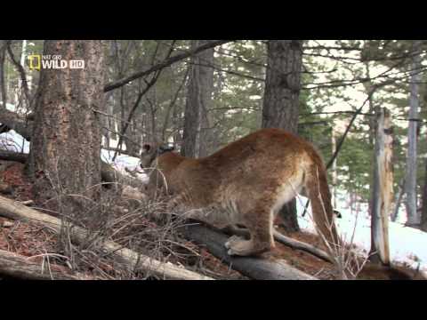 Doku Das Leben des Puma HD
