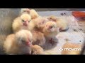 Цыплята задохнулись в яйце
