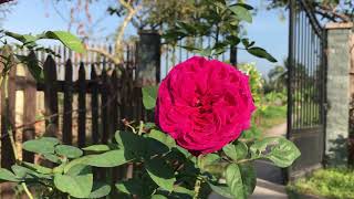 Hoa hồng Jardin Parfume rose nở ở miền Tây
