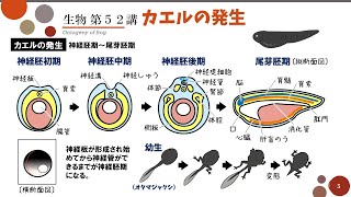 高校生物第52講カエルの発生受精卵から成体各胚葉の分化