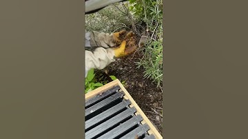 Found the queen during our swarm catch! #beekeeper #beekeeping #beeswarm