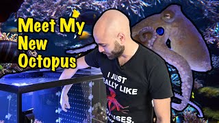 MY OCTOPUSES FINALLY MEET!!!