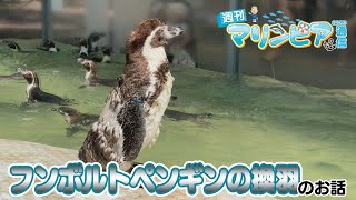 週刊マリンピア通信 ＃178 フンボルトペンギンの換羽 - YouTube