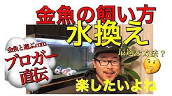 金魚と遊ぶ Com Youtube