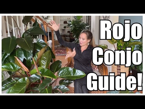 Vídeo: Congo Rojo Philodendron Care: Growing Philodendron Congo Rojo