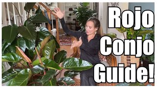 Secrets to GROW GIANT Rojo Congo Philodendron | GROW Rojo Congo FAST | Rojo CONGO Plant Care Guide