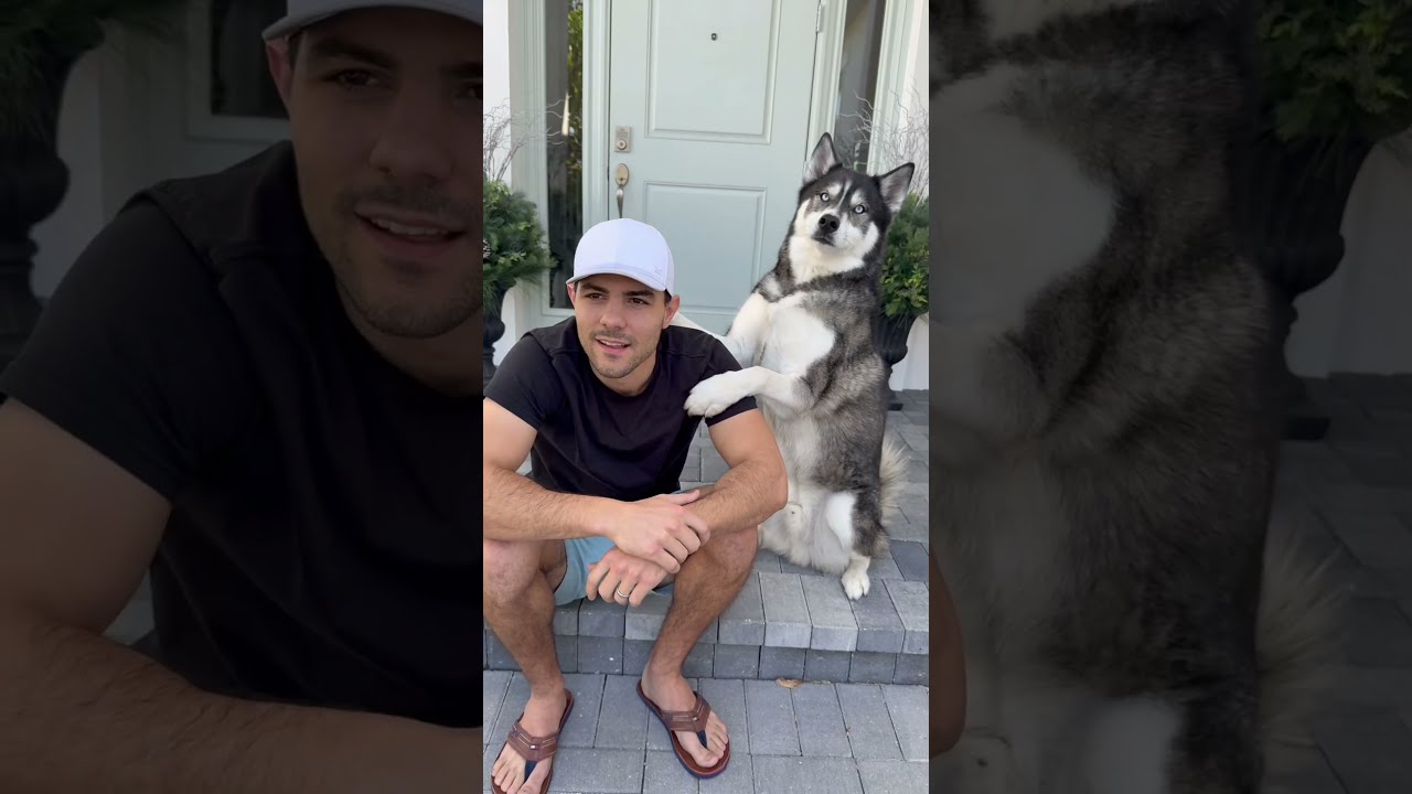 My Dog Ordered His Own Pup Cups Dogs Husky Huskies IB Aguyandagolden