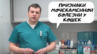 видео Цистит у кошки: симптомы и лечение в домашних условиях