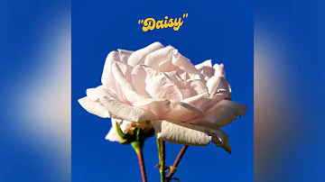 Delorians - Daisy
