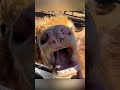 Classic Funny Horse Moments Loved By US Viewers#USRanchLife #WesternHorseComedy