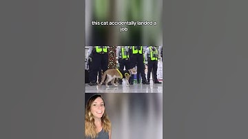 Cat accidentally lands a full-time job by existing near an office building 🐈‍⬛ #shorts  #cats