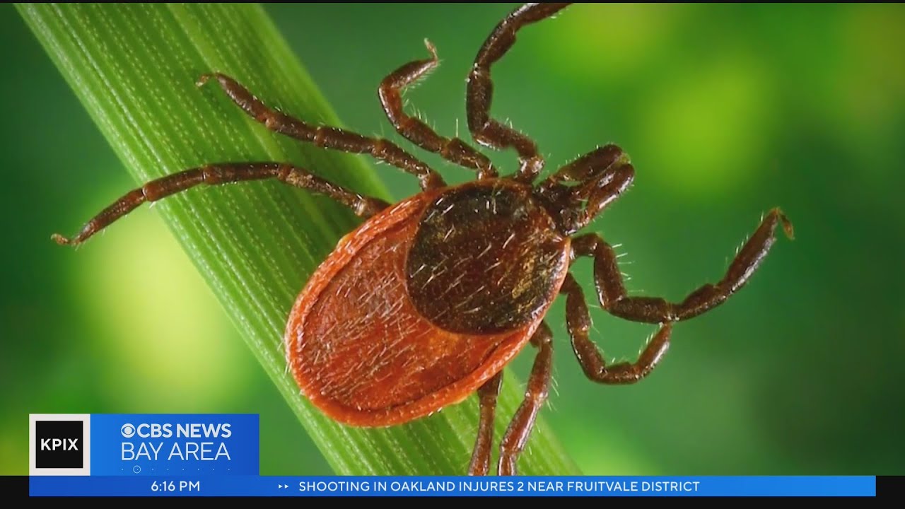 Ticks are on the rise in the Bay Area after an unusually moist winter