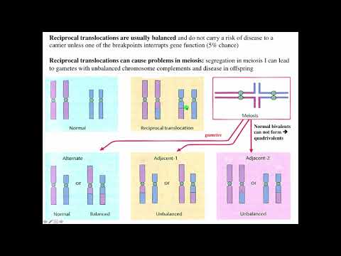 Vidéo: Translocation D'un Gène Candidat à La Parthénogenèse à Un Autre Chromosome Porteur Chez Brachiaria Humidicola Apomictique