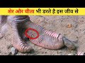 6 सबसे खतरनाक जानवर जो रेगिस्तान में रहते है | 6 Dangerous Animals That Live in the Desert