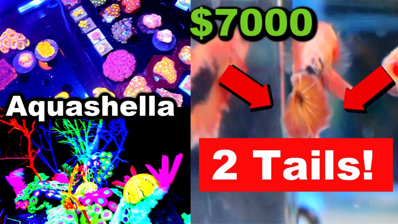 tyler rugge social blade $7000 Betta Fish with 2 Tails!!! | Aquashella Dallas 2019 Vlog