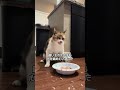 障がい猫に優しいサプライズ😭