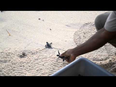 Green Turtles born on Constance Lémuria beach