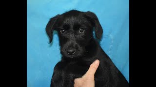 Labradoodle x Kelpie intro