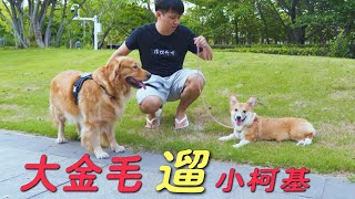 The owner asked the big golden retriever to help walk the little Corgi, can it do it?