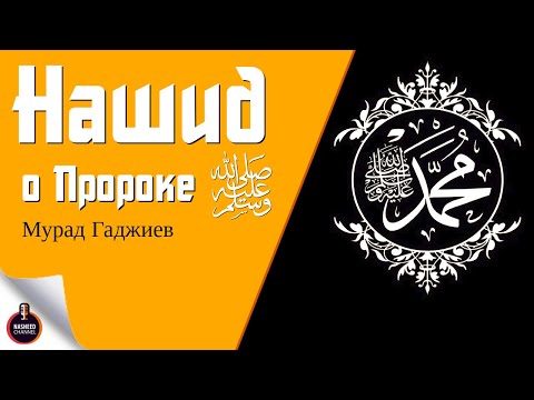 Мавлид на аварском языке | О Пророке Мухаммад ﷺ - Мурад Гаджиев