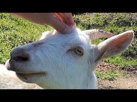 【紀州犬】ヤギの目に秘められた素敵な能力とは？【第24回】