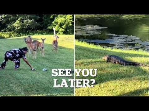 Alligator Takes Revenge on Florida Woman who Threw Shoe at Animal