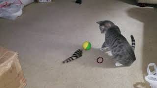 Weasel ball