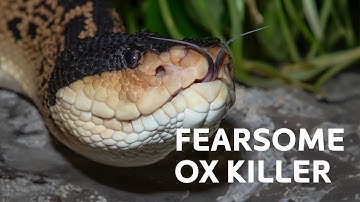 The Most Deadly Snake Bite In The World