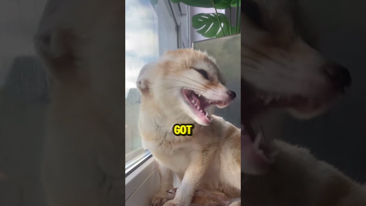 This Is What The Fox Say 