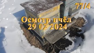 Осмотр пчёл 29  02 2024