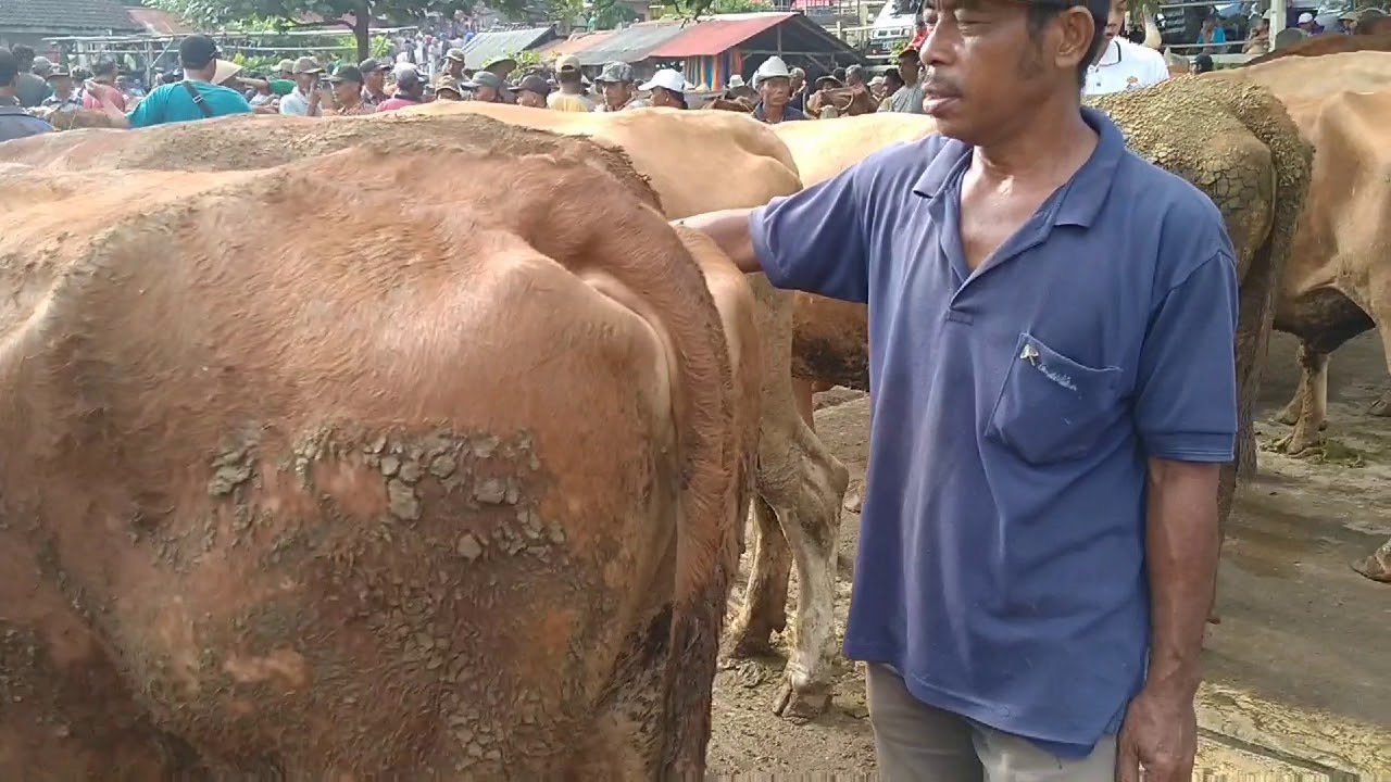 Harga sapi pasar sapi Wage Pracimantoro Wonogiri - YouTube