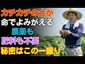 やせた土にはこれを撒いて!土が驚くほど変わります|しかも農薬も化学肥料も不要です