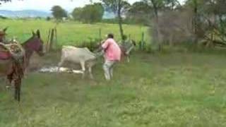 ganaderia en los llanos