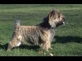 Le Cairn Terrier の動画、YouTube動画。