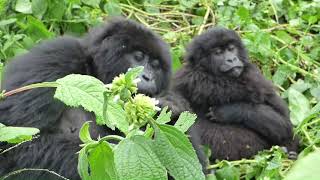 MOUNTAIN GORILLAS, VOLCANOES NATIONAL PARK, RWANDA, 23  JANUARY  2024