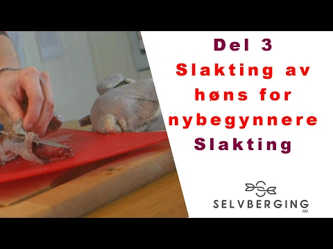 Video: Hvordan Slakte En And